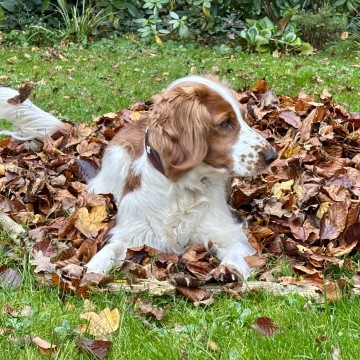 Holly, ein braun-weiß gefleckter Welsh-Springer-Spaniel, liegt in einem Laubhaufen auf einer Wiese.