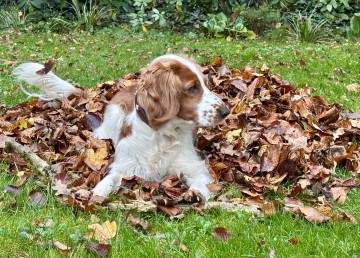 Holly, ein braun-weiß gefleckter Welsh-Springer-Spaniel, liegt in einem Laubhaufen auf einer Wiese.
